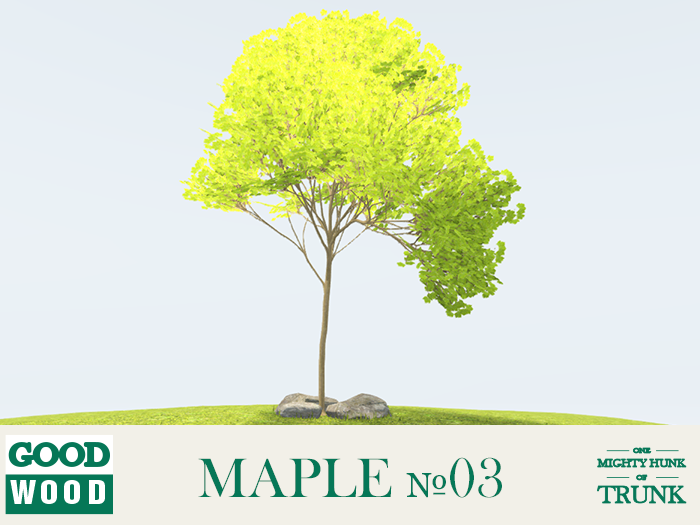 1405008013_Maple03.png.a3c08946514beeb4bd4b39dd57f46b59.png